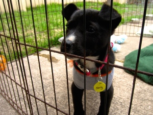 Sealy, a three-month-old terrier mix, awaits the crowd of potential owners off the corner of South Congress Street. Eager by the passing faces, she stands in her cage adjacent from the Austin Pets Alive! tent.