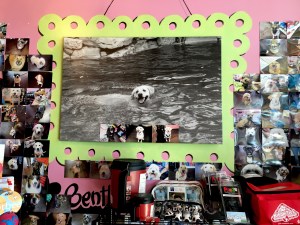 The inside walls of Bentley's Biscuits & Bones are lined with photographs of each dog that walks through its doors. Framed photos of Bentley accompany the collages on each side of the store.